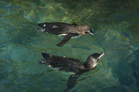 Galapagos Penguins, Galapagos Islands