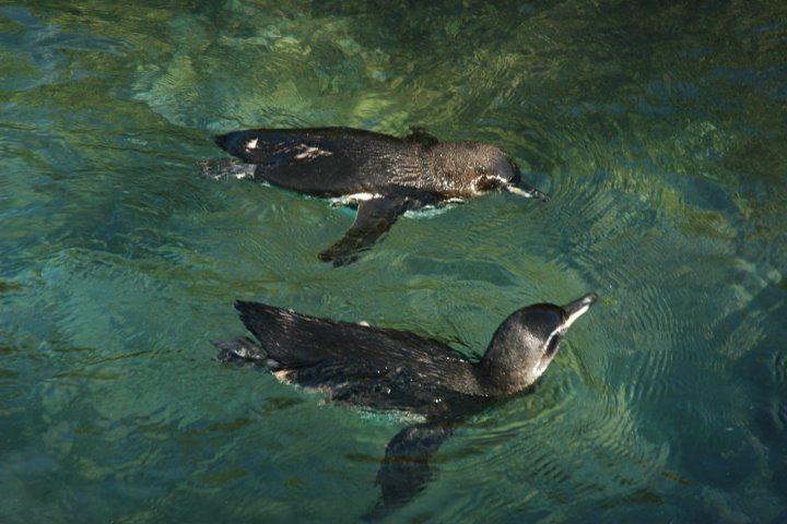 Galapagos Penguins, Galapagos Islands