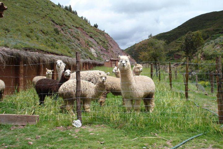 Cochahuasi Animal Sanctuary, Cusco, Peru