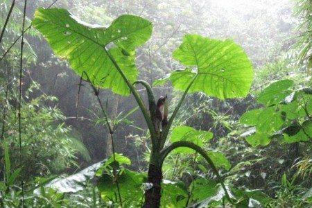 Monteverde Cloud Forest, Costa Rica