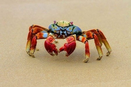 Sally Light-Foot Crab, Galapagos