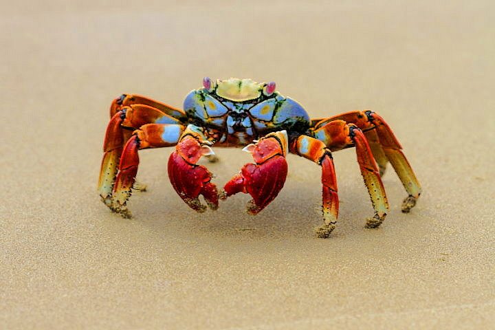 Sally Light-Foot Crab, Galapagos