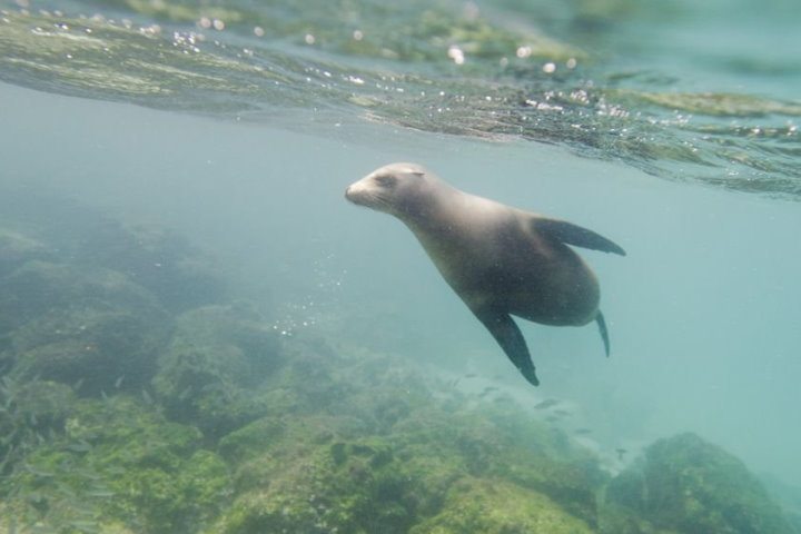 Galapagos Sea Lion