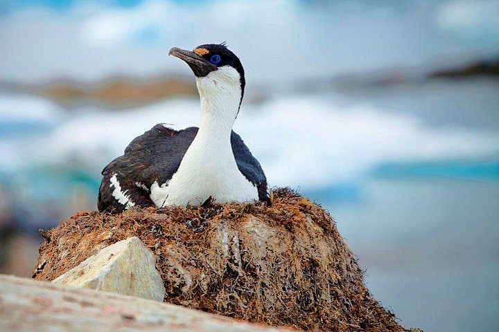 Imperial Shag, Antarctica