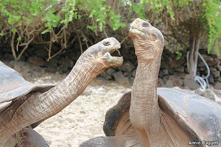 Giant Tortoises, Galapagos