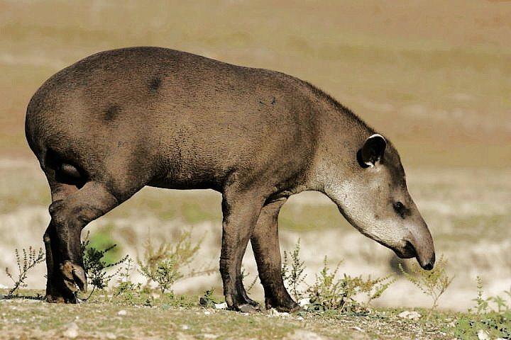 South American Tapir, Peru