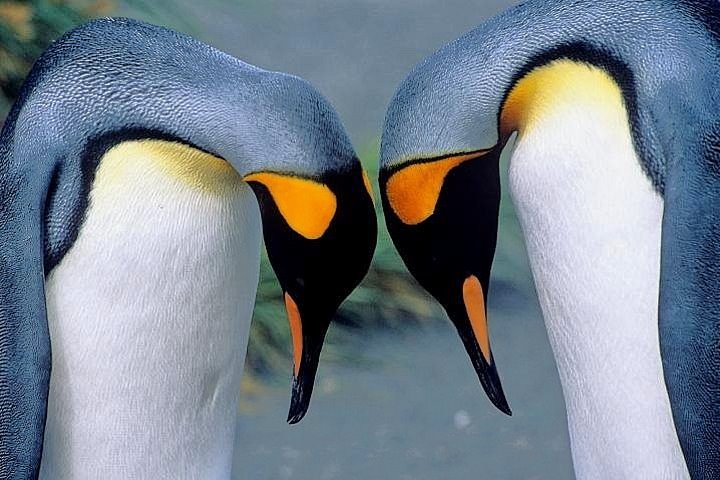 King Penguins, South Georgia Island