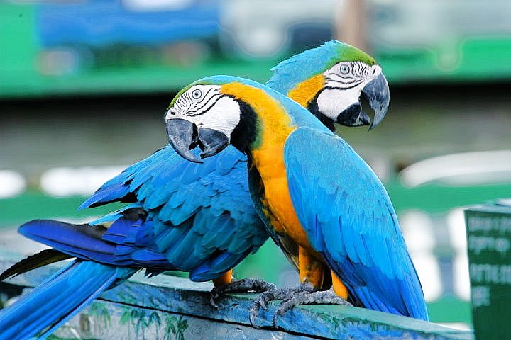 Blue and Yellow Macaws, Amazon, Brazil