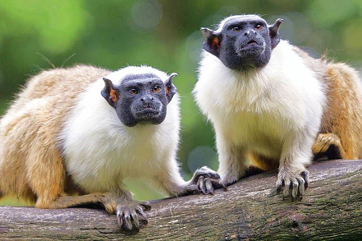 Pied Tamarins, Amazon, Brazil