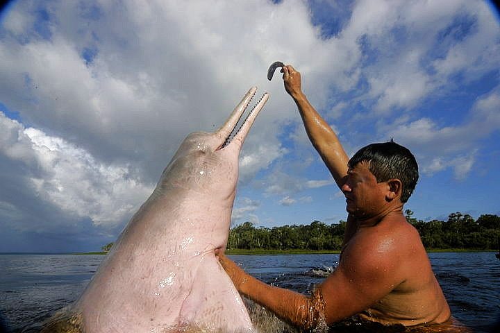 Pink Dolphin, Amazon, Brazil