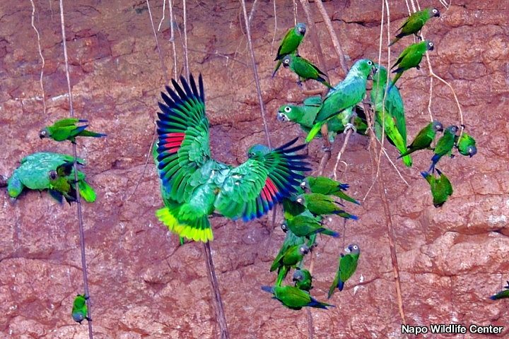 Parrot Clay Lick, Amazon