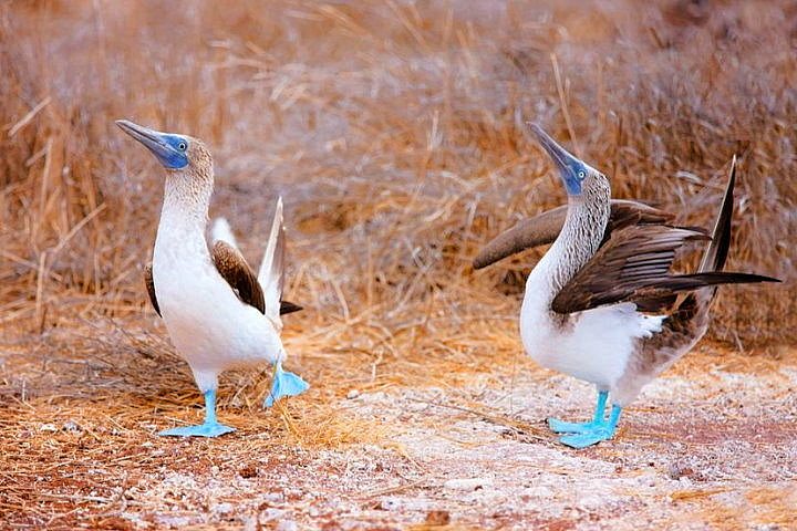 Blue-Footed Boobies, Galapagos