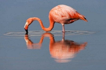 Flamingo, Galapagos