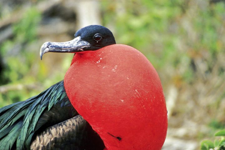 Magnificent Frigatebird, Galapagos