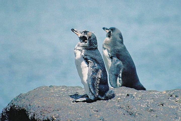 Galapagos Penguins, Galapagos