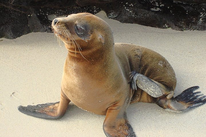 Sea Lion Pup, Galapagos