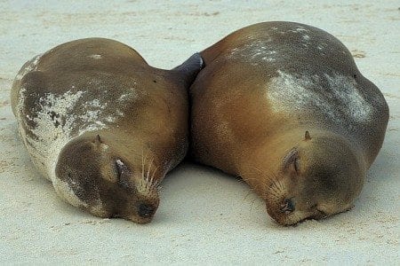 Sea Lions, Galapagos