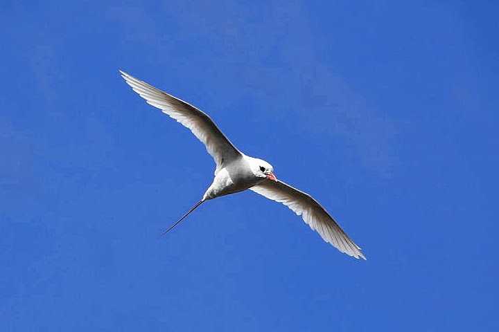 Red-Billed Tropicbird, Galapagos