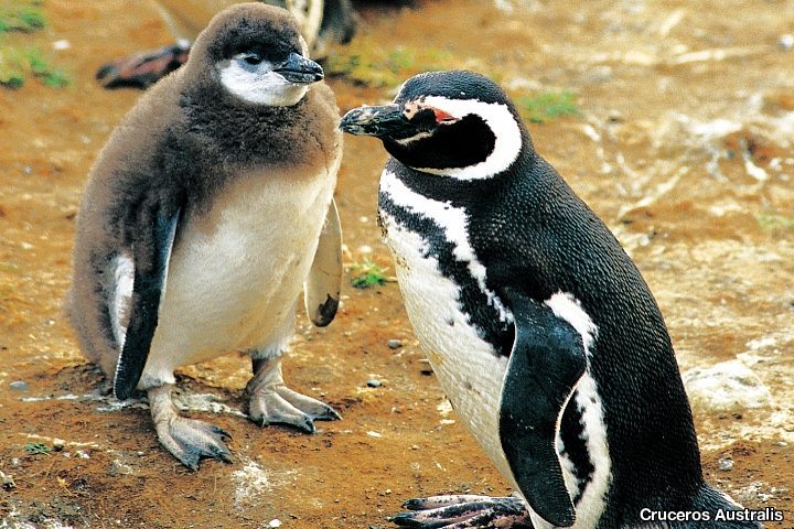 Magellanic Penguins, Tucker Islet, Chile