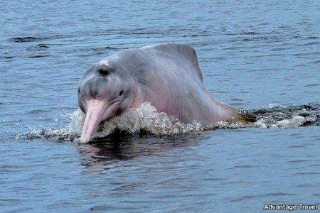River Dolphin, Amazon