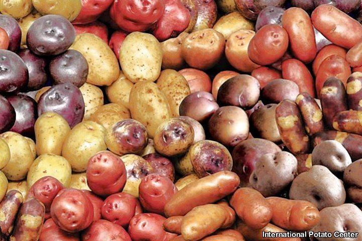 Potato Varieties, Peru