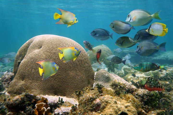 Brain Coral, Caribbean Sea