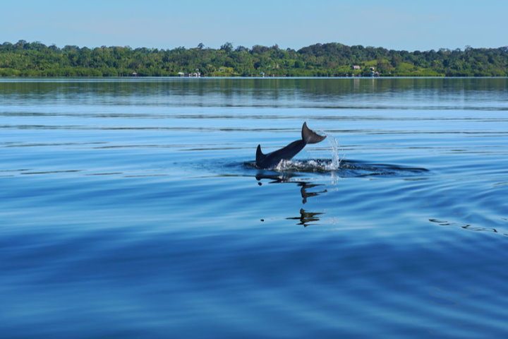 Dolphin Bay, Bocas del Toro, Panama