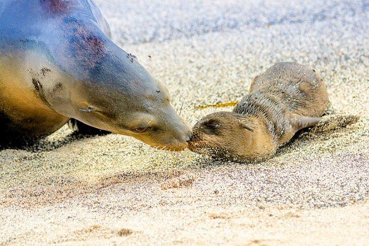Baby Sea Lion with Mother, Galapagos