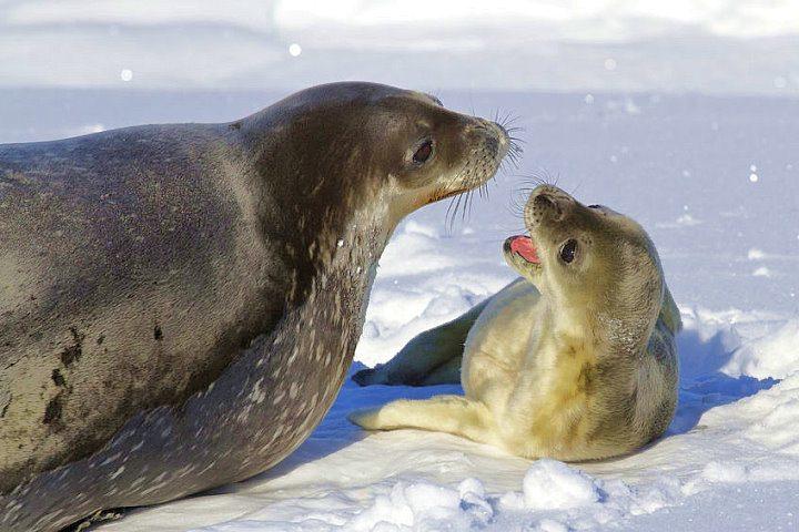 Weddell Seal and Pup, Antarctica