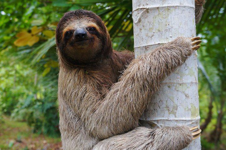 Three-Toed Sloth, Darién National Park, Panama