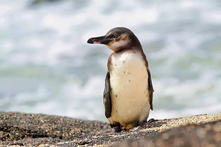 Galapagos Penguin, Isabela Island, Galapagos