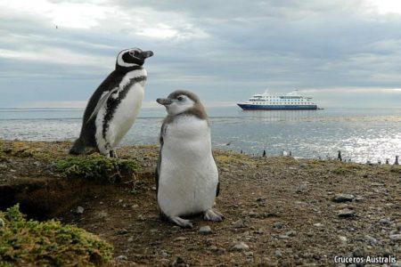 Magellanic Penguins and Stella Australis