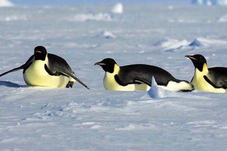 Destinations - Antarctica Tours & Cruises