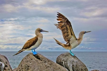 Blue-Footed Boobies, Galapagos