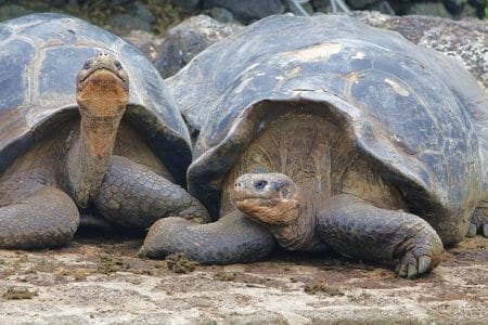 Giant Tortoises, Galapagos