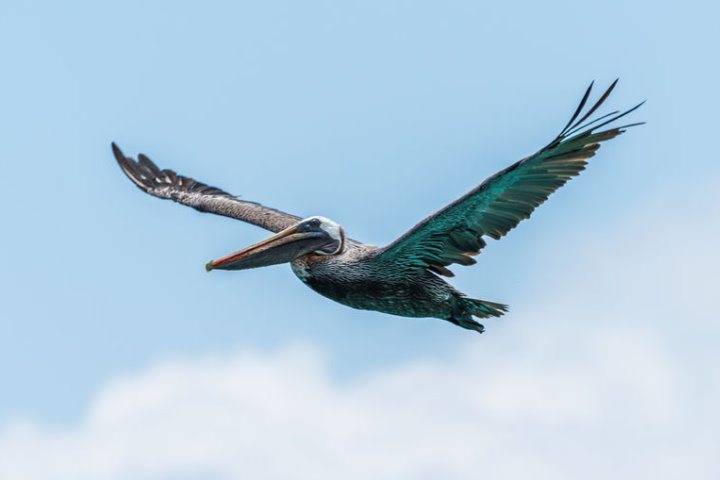 Galapagos Pelican, Galapagos