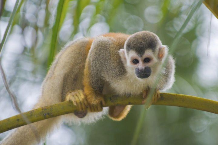 Squirrel Monkey, Amazon, Ecuador