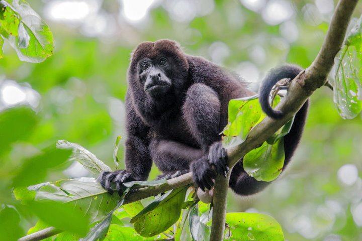 Black Howler Monkey, Amazon Rainforest