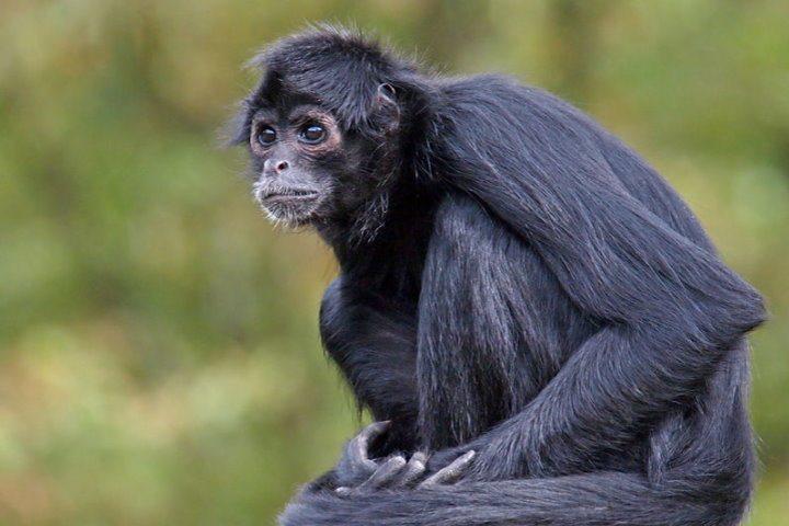 Black Spider Monkey, Amazon Rainforest