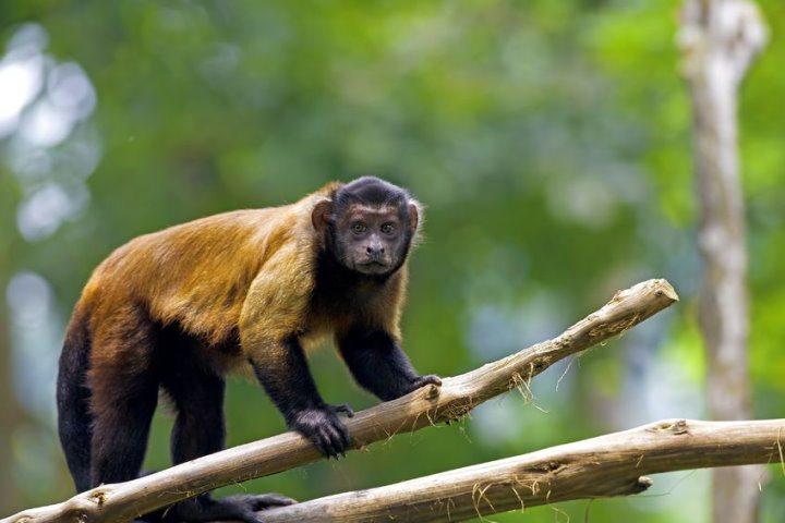 Brown Capuchin Monkey, Amazon Rainforest