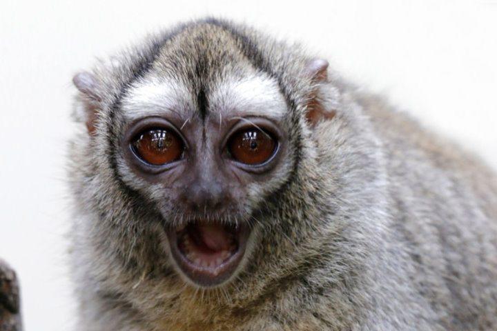 Night Monkey, Amazon Rainforest