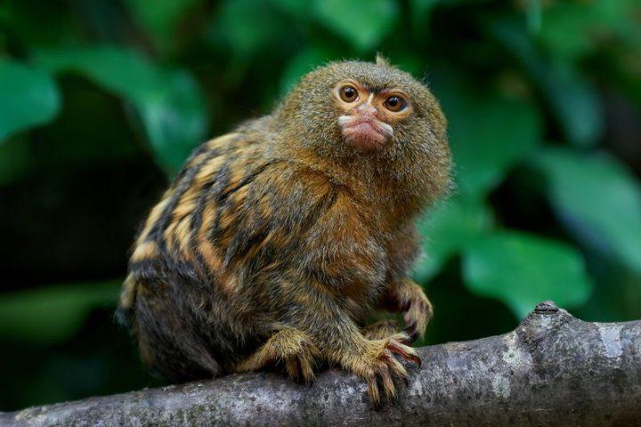 Pygmy Marmoset, Amazon Rainforest