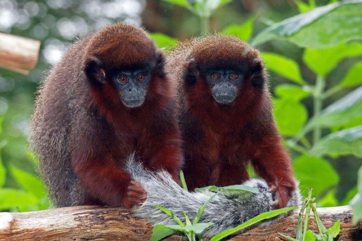 Red Titi Monkeys, Amazon Rainforest