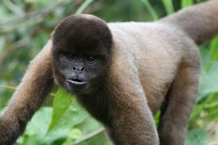 Woolly Monkey, Amazon Rainforest