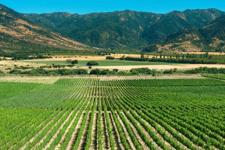 Vineyard, Colchagua Valley, Chile