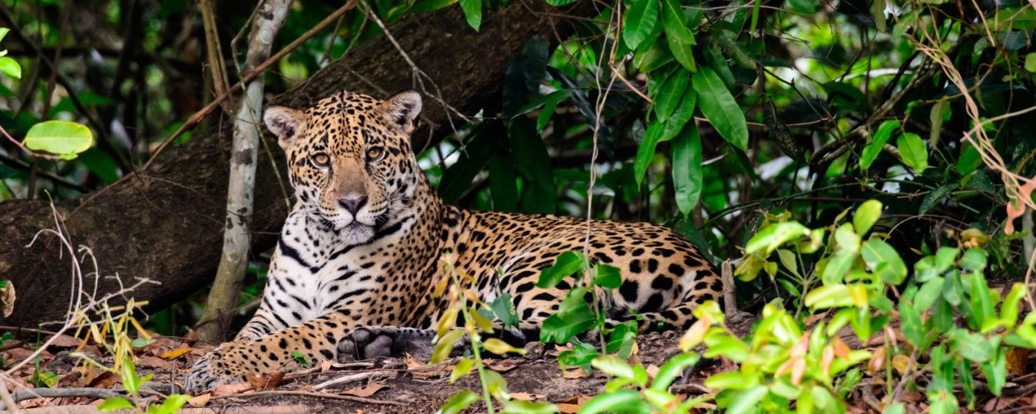 Visit the Pantanal on Your Trip to Brazil | SA Vacations