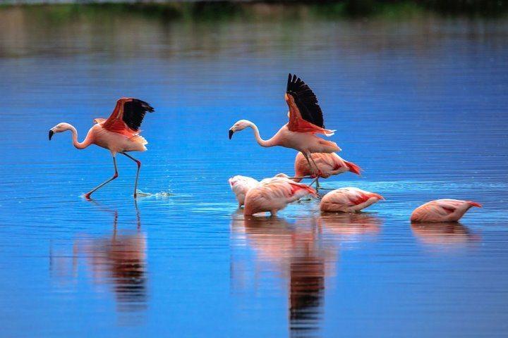 Chilean Flamingos, Patagonia