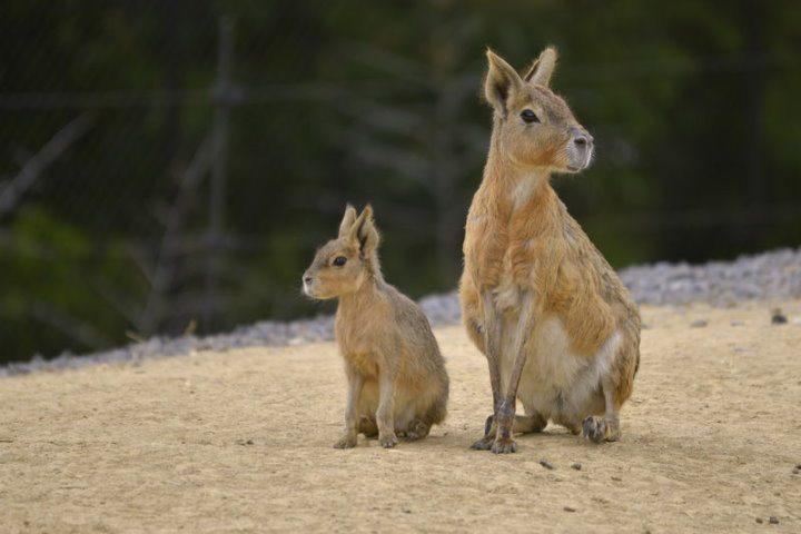 Wildlife of Patagonia - Maras