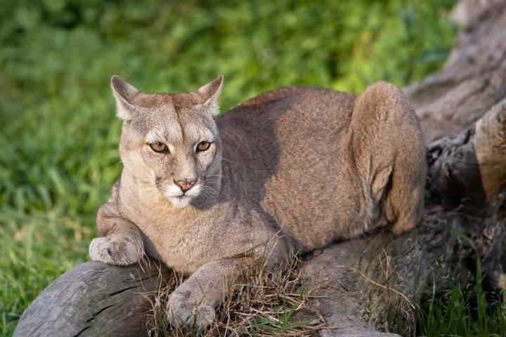 Wildlife of Patagonia - Patagonian Puma