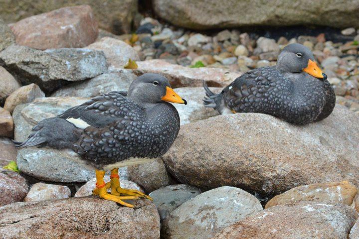 Steamer Ducks, Patagonia